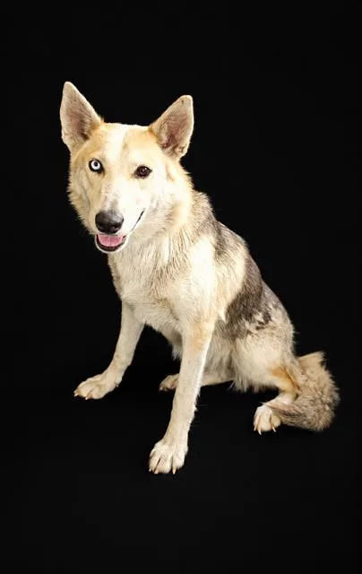 An adult medium-sized female Siberian Husky dog named Loki for adoption in Winter Haven, FL