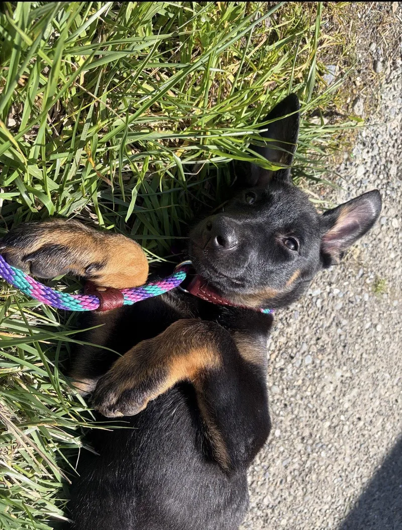 A baby large-sized female Doberman Pinscher dog named Vera for adoption in Bothell, WA