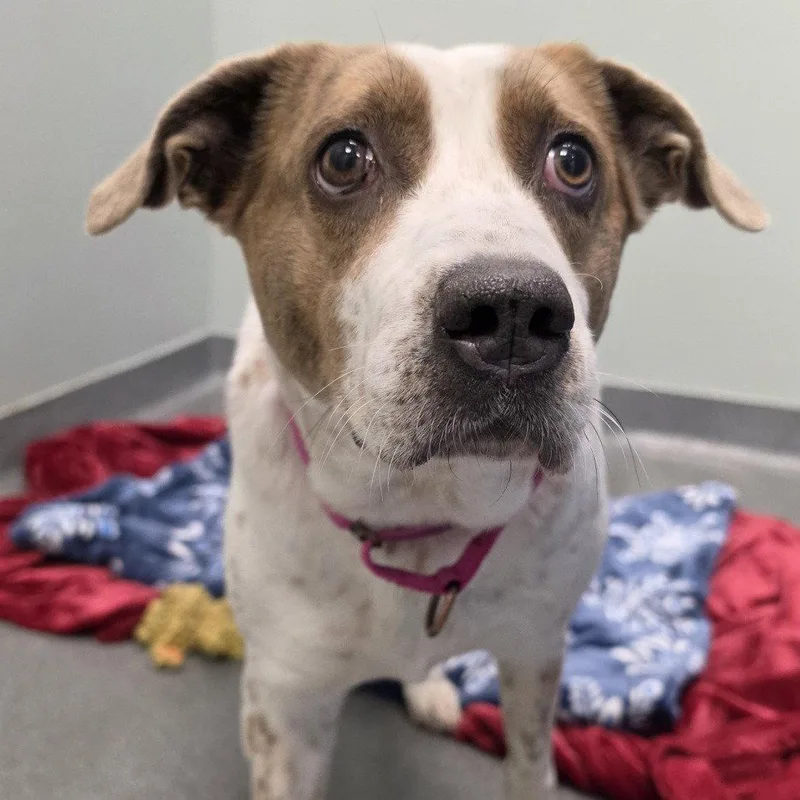 A young medium-sized female Cattle Dog dog named Bella for adoption in New Castle, DE