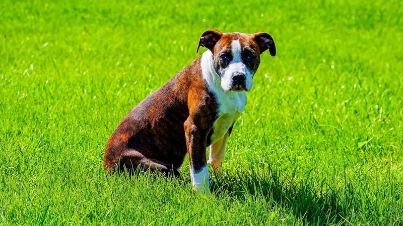 A baby medium-sized female Brown / Chocolate Boxer dog named Sophie for adoption in Kenton, OH