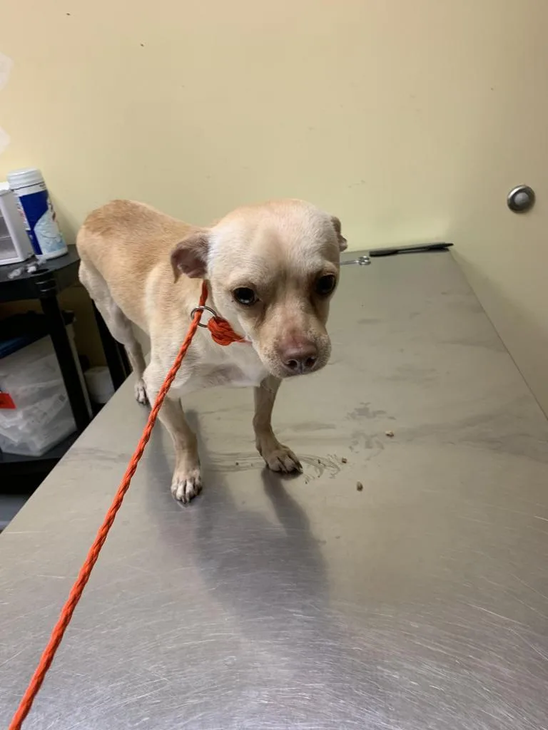 A young medium-sized male Chihuahua dog named Honda Accorde for adoption in Florence, SC