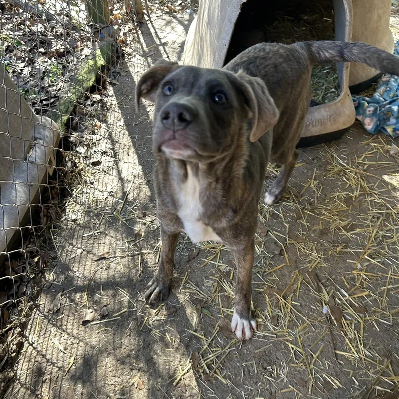 A young small-sized male Gray / Blue / Silver American Bulldog dog named Abe for adoption in Enterprise, AL