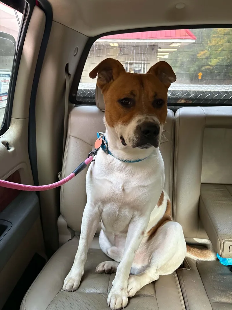 An adult large-sized male White / Cream Mixed Breed dog named Bam Bam for adoption in Charleston , WV