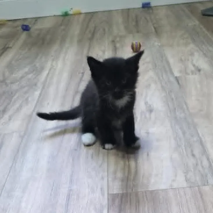 A baby small-sized female Black Domestic Medium Hair cat named Fluffy Baby for adoption in Maple Falls, WA