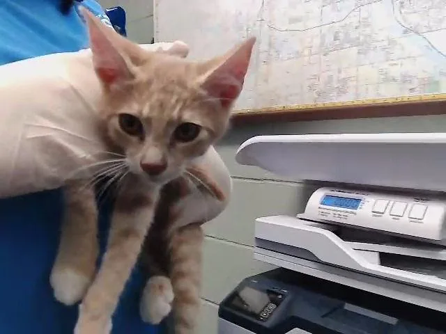 A baby small-sized male Domestic Short Hair cat named Phineas for adoption in Tulsa, OK