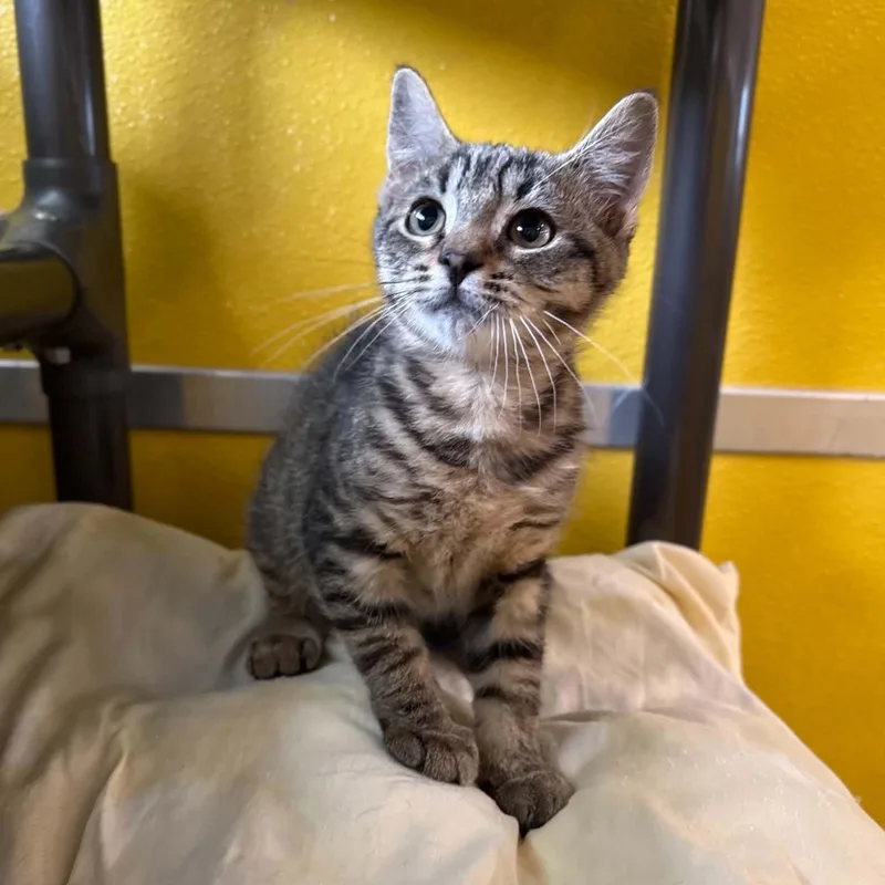 A baby medium-sized female Domestic Short Hair cat named Yoko for adoption in Penn Yan, NY
