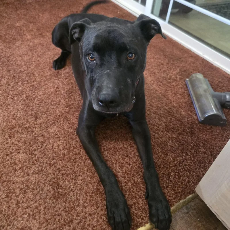 A senior small-sized male Black American Staffordshire Terrier dog named Demba for adoption in Lynchburg, VA