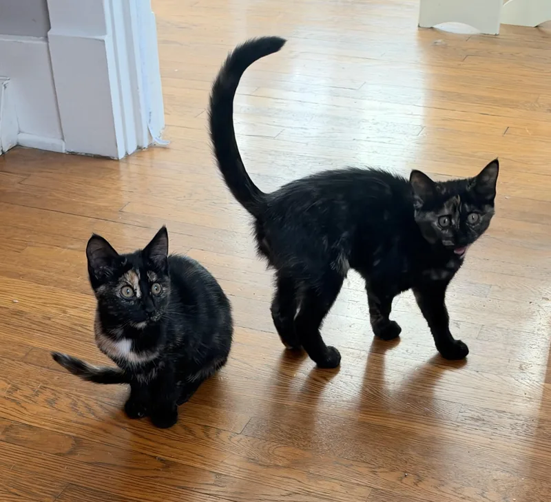A baby small-sized female Tortoiseshell Domestic Short Hair cat named Raya & Belle for adoption in Nashville, TN