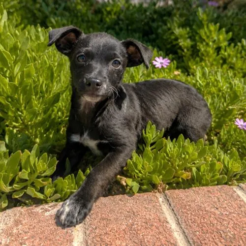 A baby small-sized female Black Chihuahua dog named Blueberry for adoption in Lathrop, CA