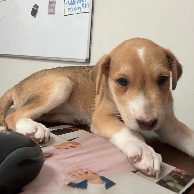Coco