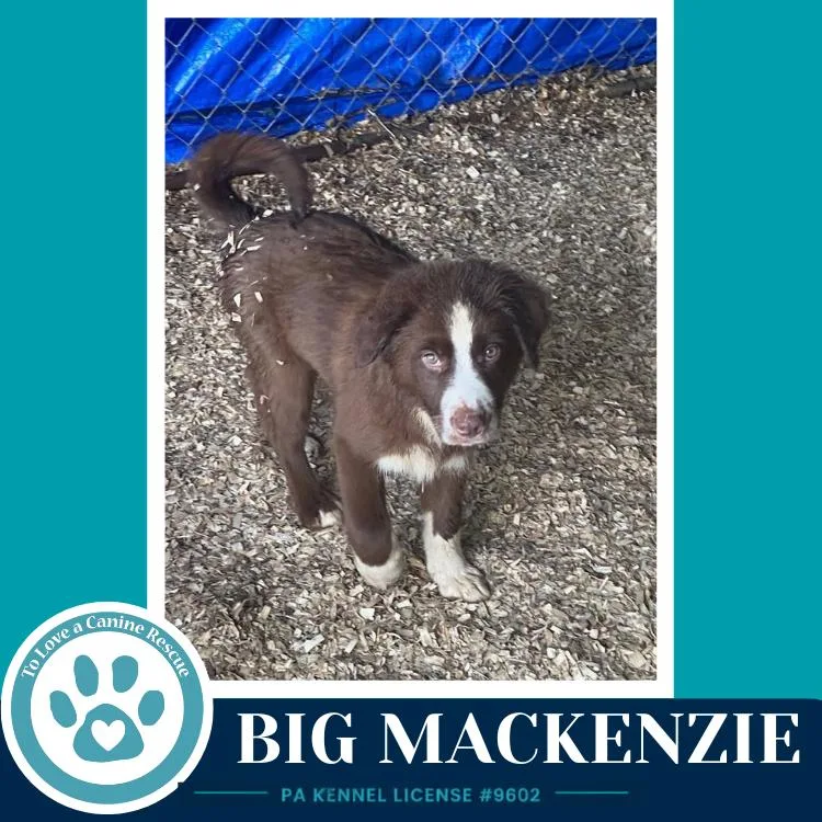 A baby medium-sized female Australian Shepherd dog named Big Mackenzie for adoption in Kimberton, PA