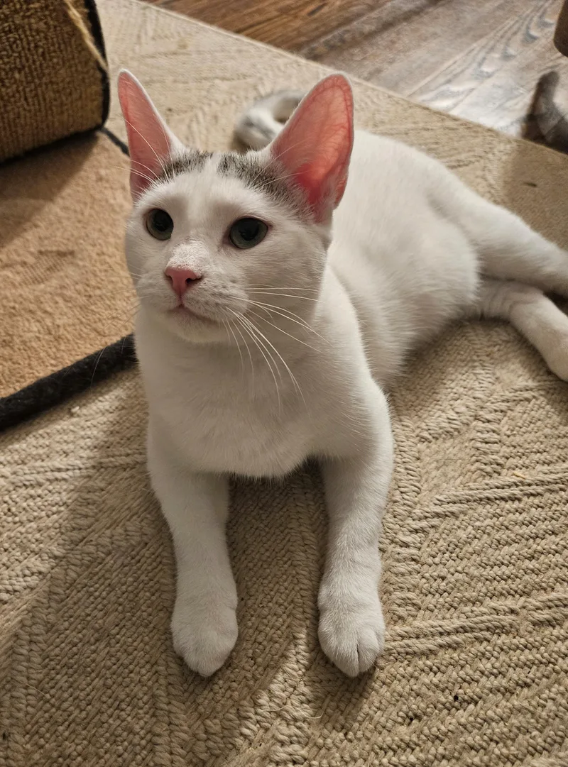 A young small-sized female Gray & White Domestic Short Hair cat named "powder"  The Pretty for adoption in New York, NY