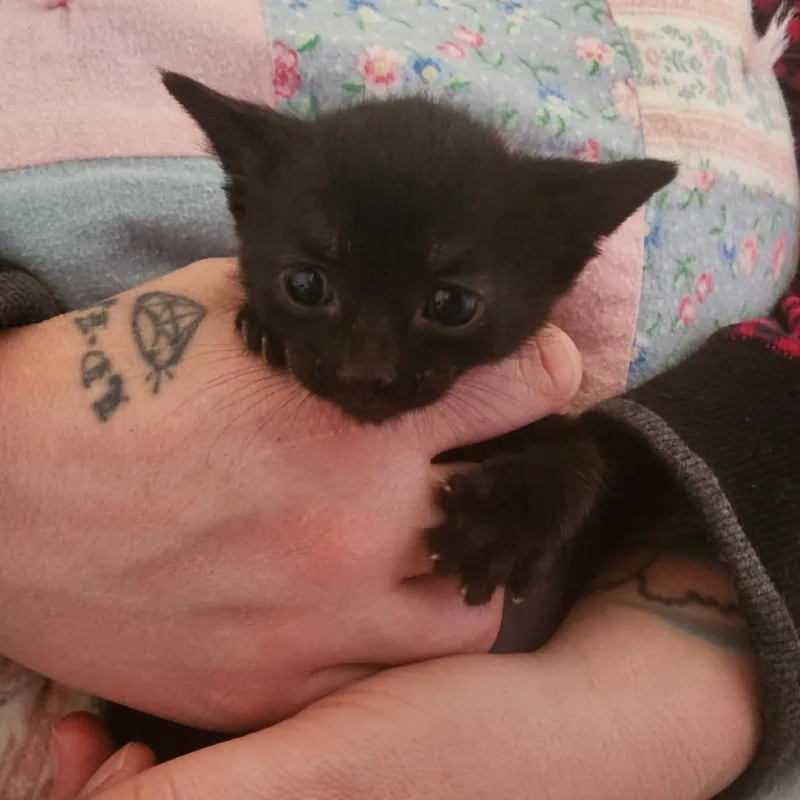 A baby small-sized female Black Domestic Short Hair cat named Drizela  Gray for adoption in Ferndale, WA