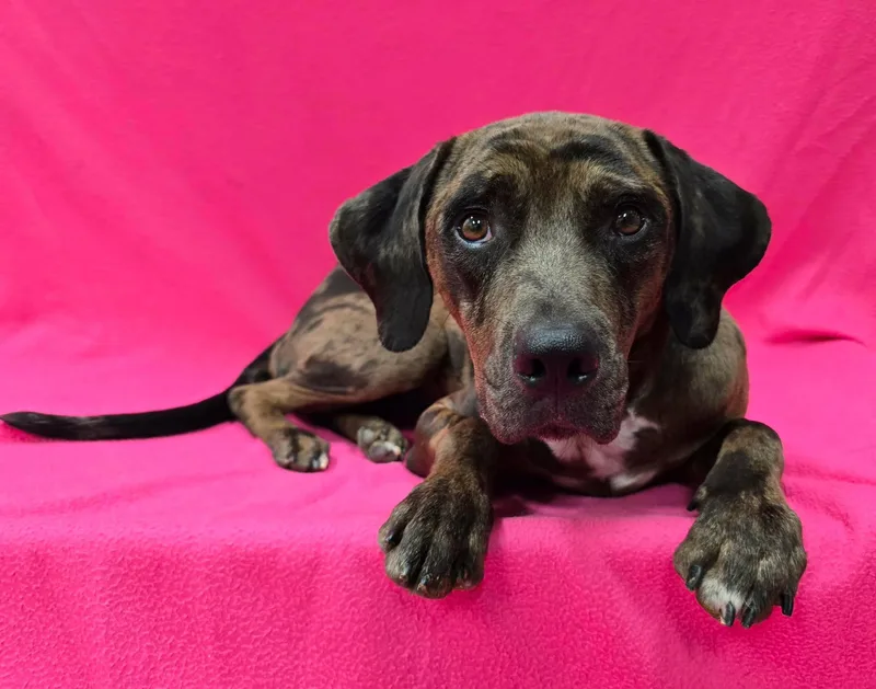 A young medium-sized female Catahoula Leopard Dog dog named Hannah for adoption in Frankfort, IN