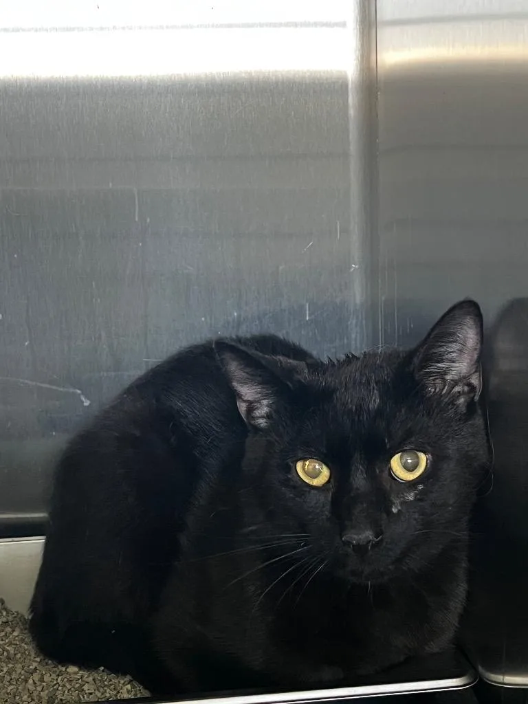 A young small-sized male Domestic Short Hair cat named Thrasher for adoption in Hartsville, SC