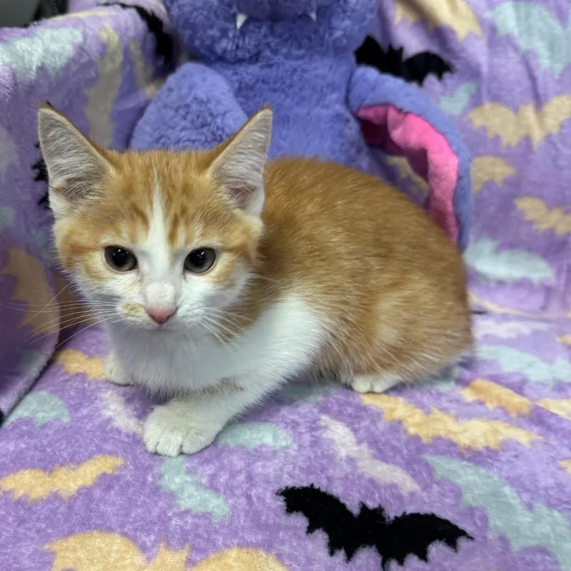 A baby small-sized female Orange / Red Domestic Short Hair cat named Maple for adoption in Kittanning, PA