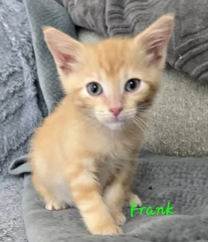 A baby small-sized male Orange / Red Domestic Short Hair cat named Frank for adoption in Kansas City, MO