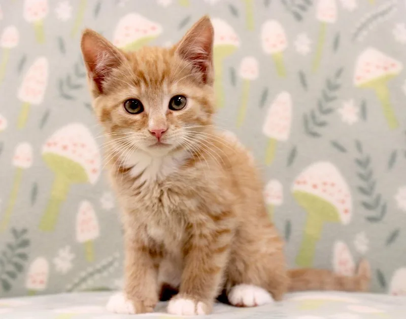 A baby small-sized male Domestic Short Hair cat named Zirkar for adoption in Clinton, SC