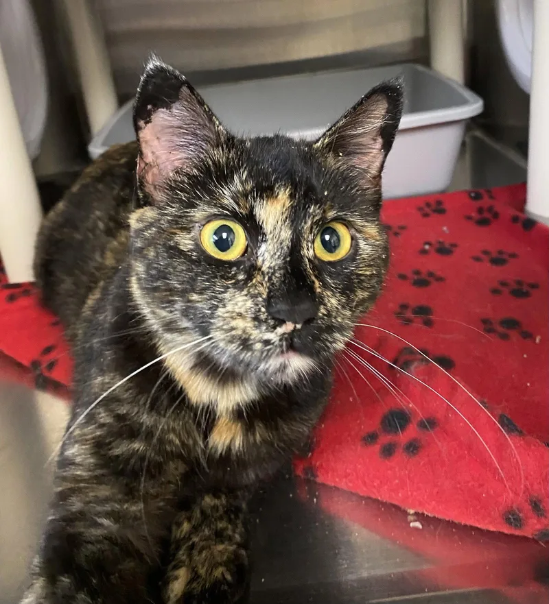 An adult medium-sized female Domestic Short Hair cat named Pam Beesly for adoption in Fargo, ND