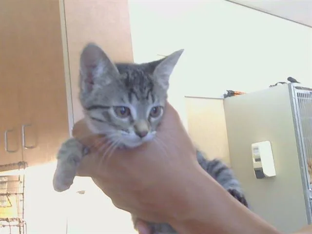 A baby small-sized female Domestic Short Hair cat named Silver for adoption in Sacramento, CA