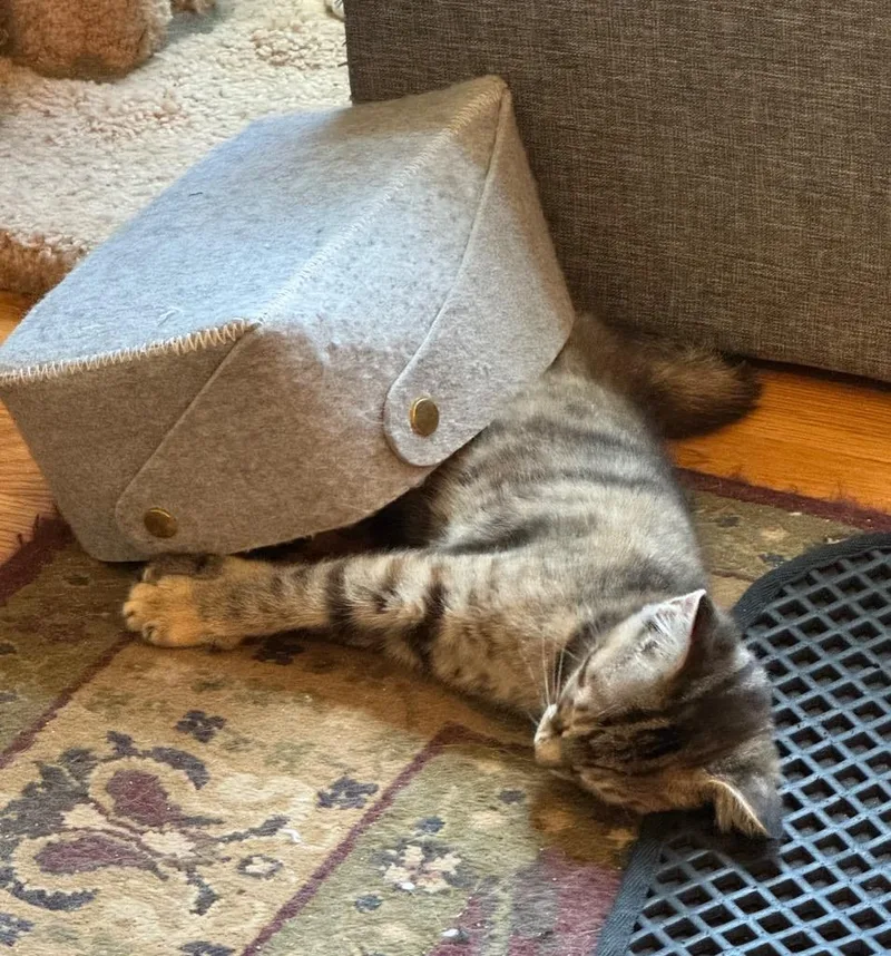 Newt thumbnail 2