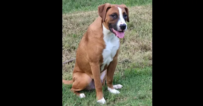A baby large-sized male Tricolor (Brown, Black, & White) Boxer dog named Boxer Brothers: Cesar for adoption in Dallas, TX