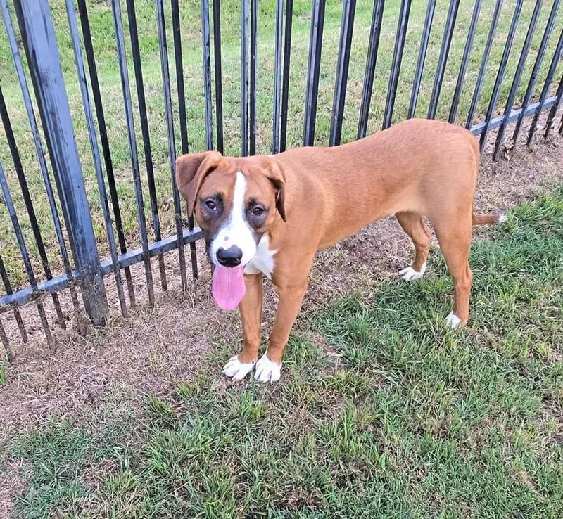 Boxer Brothers: Cesar thumbnail 2