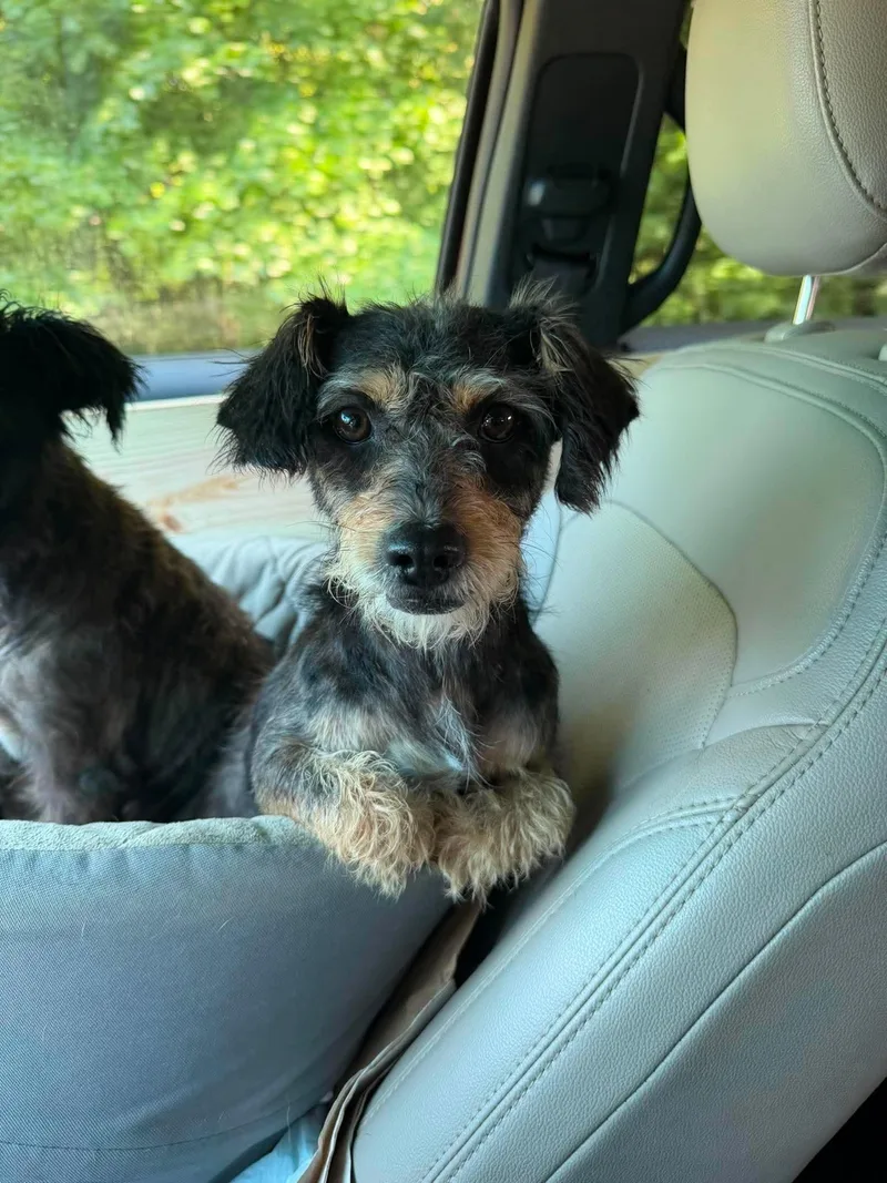 A young small-sized male Mixed Breed dog named Seth for adoption in Rochester , NY