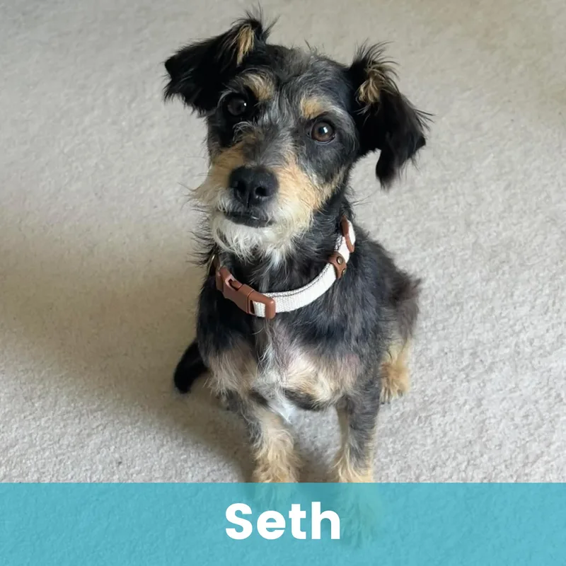 Seth thumbnail 5