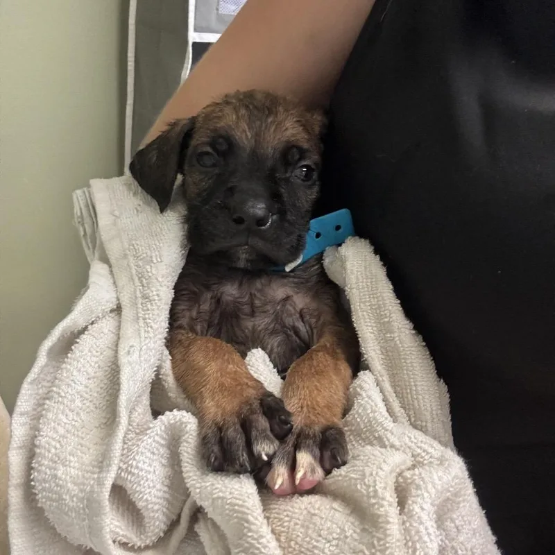 A baby medium-sized male Brown / Chocolate Boerboel dog named 76 for adoption in Springboro, OH
