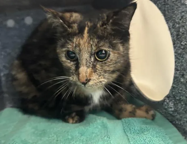 An adult medium-sized female Domestic Short Hair cat named Luna Moth for adoption in New York, NY