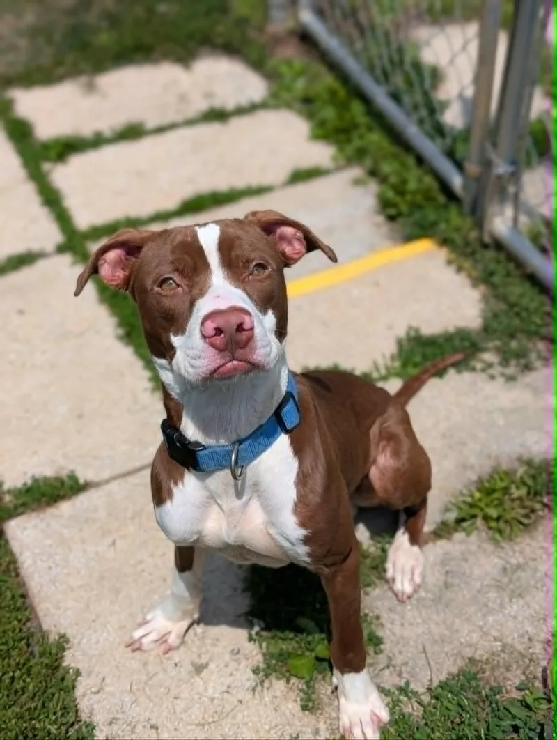 An adult medium-sized male Brown / Chocolate Terrier dog named Hei Hei for adoption in Chambersburg, PA