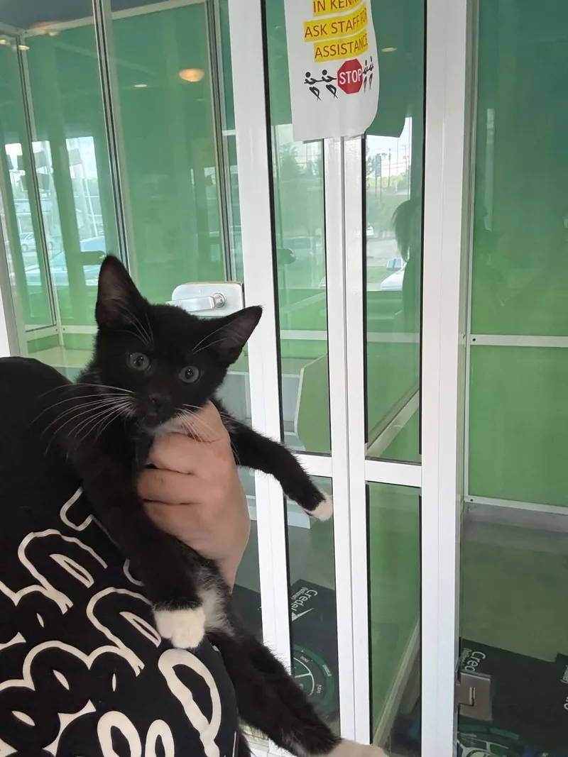 A baby medium-sized male Black & White / Tuxedo American Shorthair cat named Chuckie Finster for adoption in Barboursville, WV
