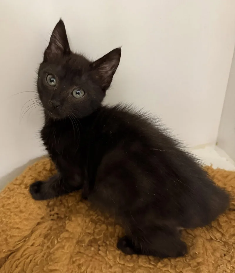 A young medium-sized male Black Domestic Short Hair cat named Wickles for adoption in Satellite Beach, FL