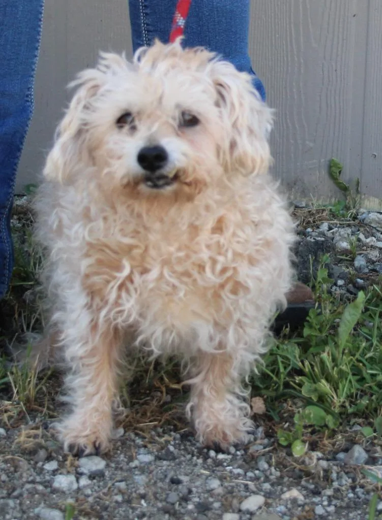 A senior small-sized female Maltese dog named Jenny for adoption in Vacaville, CA
