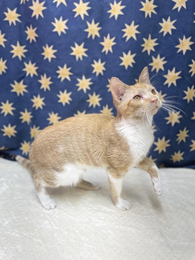 A young medium-sized male Orange & White Domestic Short Hair cat named Simba for adoption in Upper Sandusky, OH