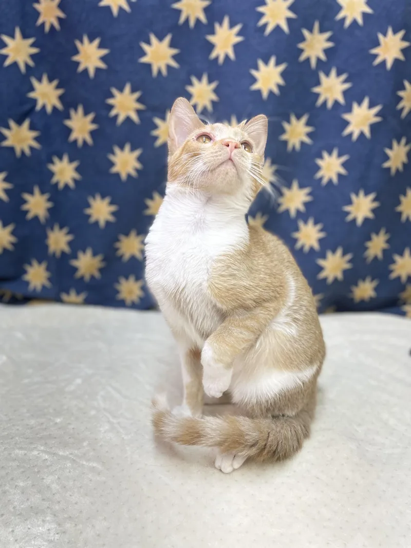 Simba thumbnail 3
