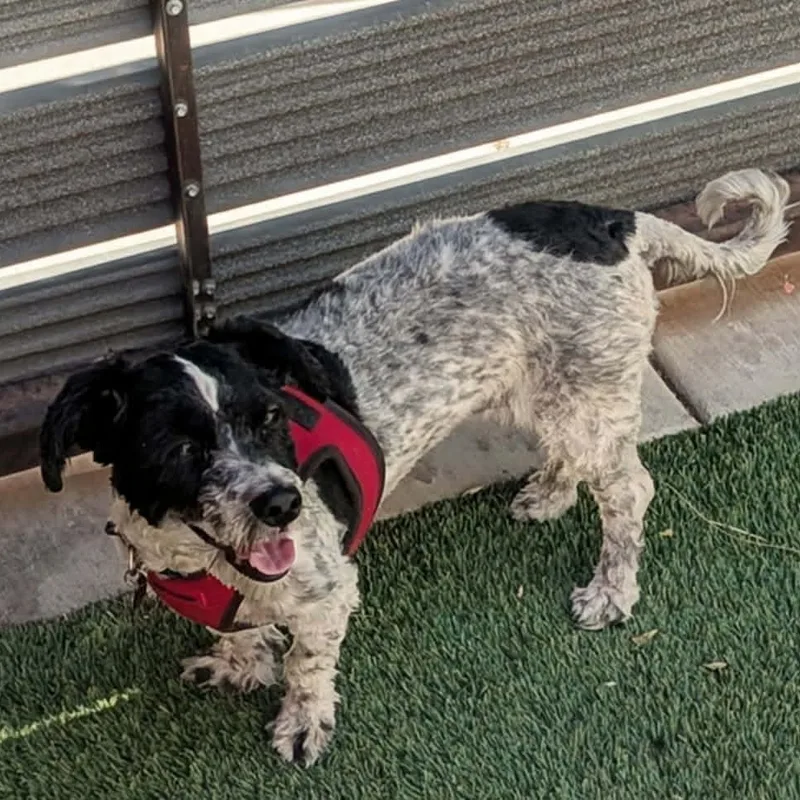 An adult small-sized female Harlequin Havanese dog named Selena for adoption in Marana, AZ