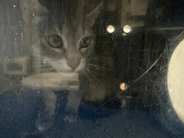 An adult medium-sized female Domestic Short Hair cat named Jalapeno for adoption in New York, NY