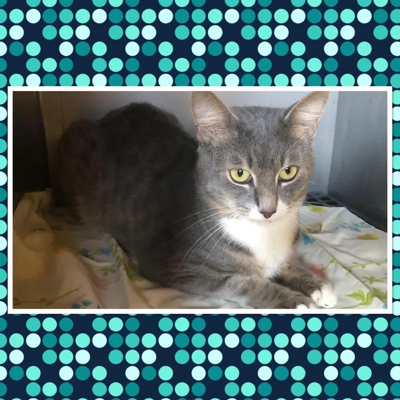 An adult medium-sized male Gray & White Domestic Short Hair cat named Rocket for adoption in Buckhannon, WV