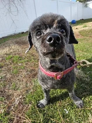 An adult small-sized female Shih Tzu dog named Mohawk for adoption in Savannah, GA