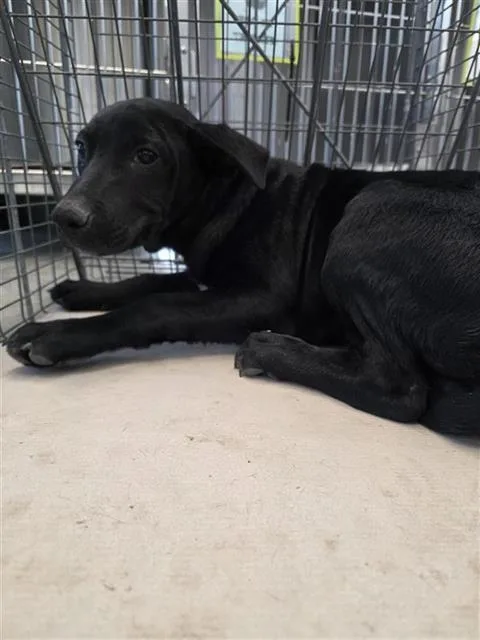 A baby small-sized male Terrier dog named Bernard for adoption in San Antonio, TX