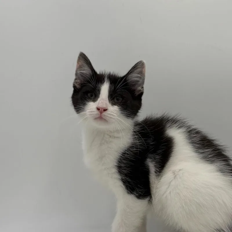A baby medium-sized female Domestic Short Hair cat named Tomato for adoption in State College, PA