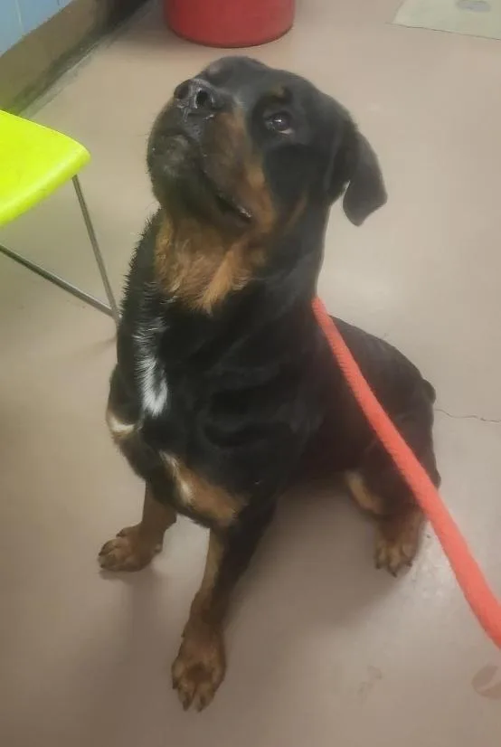 A young large-sized male Black Rottweiler dog named Chad for adoption in Oswego, IL