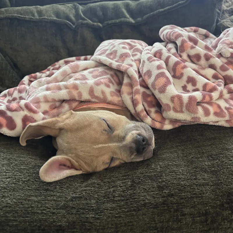 A baby medium-sized female American Staffordshire Terrier dog named Oatmeal for adoption in Ellicott City, MD