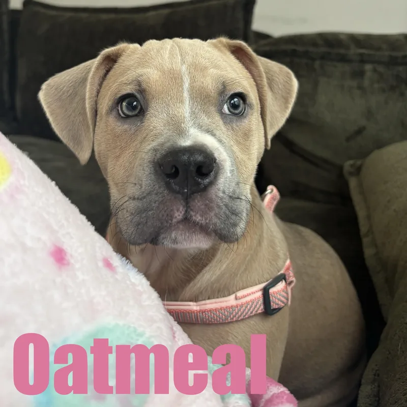 Oatmeal thumbnail 5
