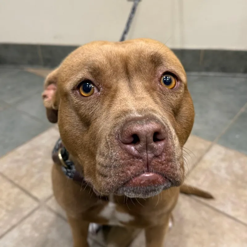A young medium-sized female Brown / Chocolate Mixed Breed dog named Emma Stone for adoption in Chattanooga, TN