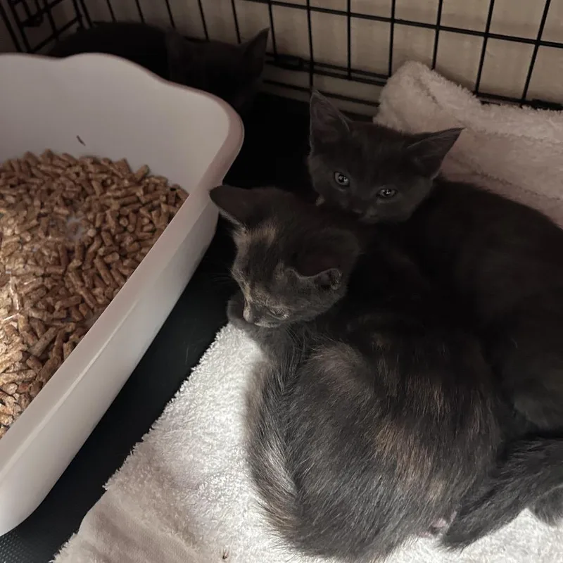 A baby small-sized male Gray / Blue / Silver Domestic Short Hair cat named Mozart Chino Hills Location for adoption in Chino Hills, CA