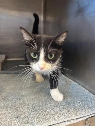 An adult small-sized female Domestic Short Hair cat named Sweetness for adoption in El Paso, TX