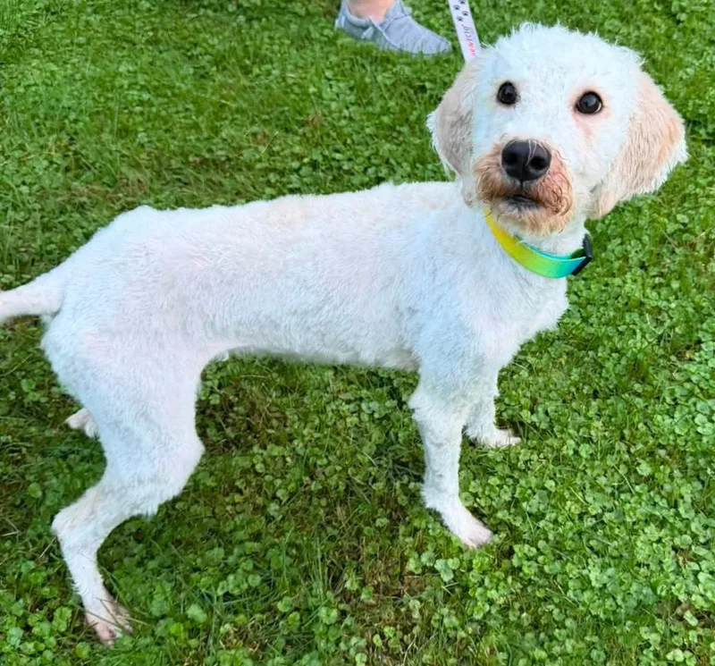 An adult medium-sized female Standard Poodle dog named Margie for adoption in Oxford, MI